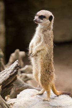 A Meerkat acting as a lookout for those forraging around it