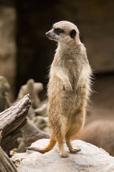 A Meerkat acting as a lookout for those forraging around it