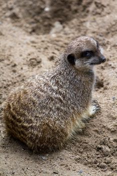 A Meerkat acting as a lookout for those forraging around it