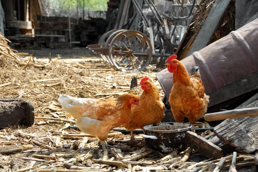 golden brown hens and cockerel in rustic farm yard outdoors