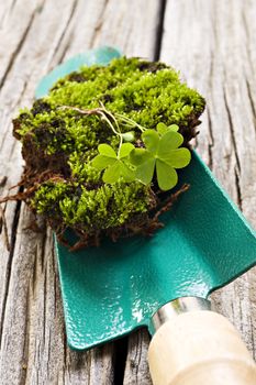 Green moss on a garden space on wood