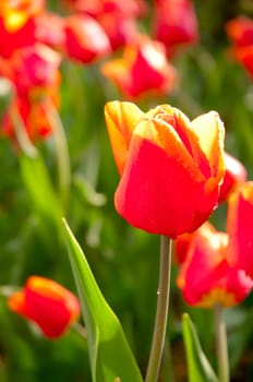 Red Tulips in The Sunlight on Meadow
