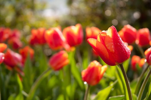 Red Tulips in The Sunlight on Meadow
