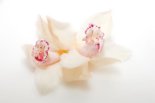 Blooms of Orchid flowers on Light Background
