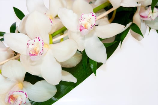 Detail Orchid Blooms On White Background