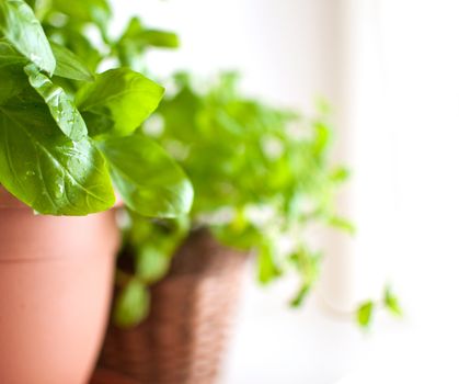 Fresh Green Basil Herb in Pot on Light Background