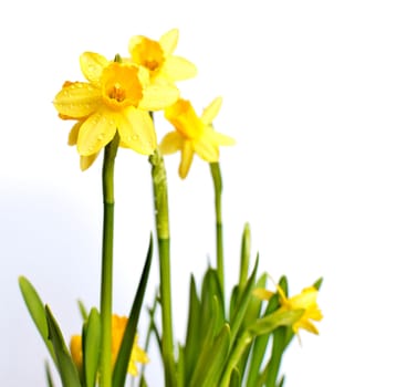 Fresh Spring Narcissus / Daffodil on White Background