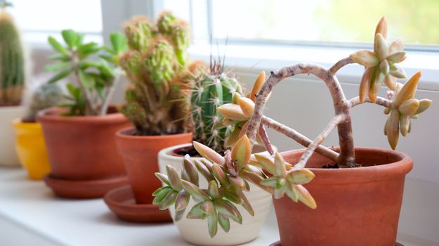 Collection of Cactuses and Succulents on Window Parapet