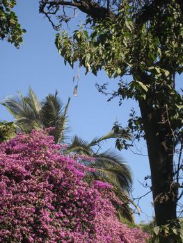 Beautiful trees in Chile