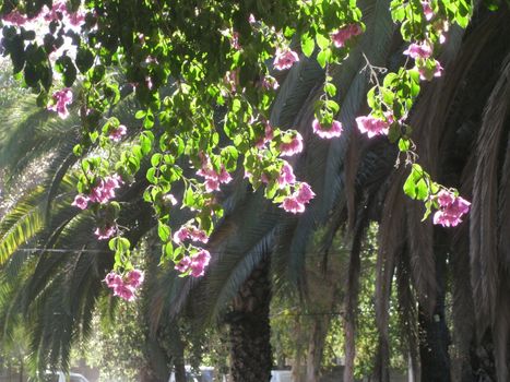 Afternoon sun in Santiago