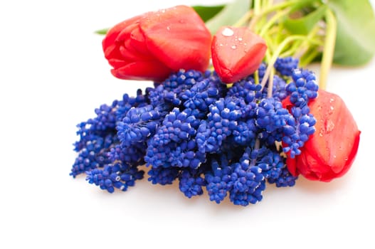 Grape hyacinth flowers and Tulips on white background
