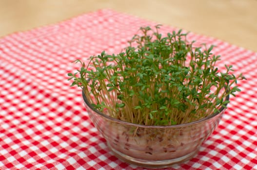 Cress in Glass Bow on Table With Red Gingham Tablecloth