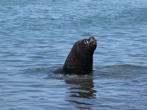 Sea lion by the harbour in Coronel, Chile