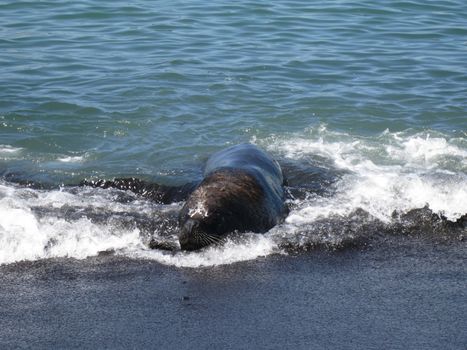 sealion at the beach in Coronel, Chile