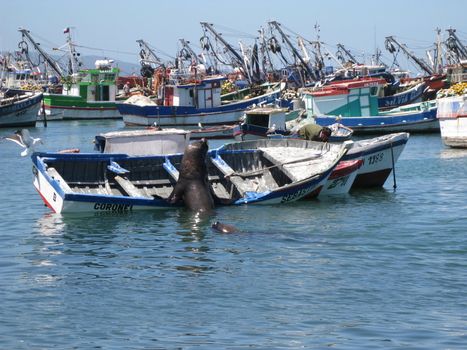 The sealion is waiting impatiently for the fishermens leftover in Coronel, Chile