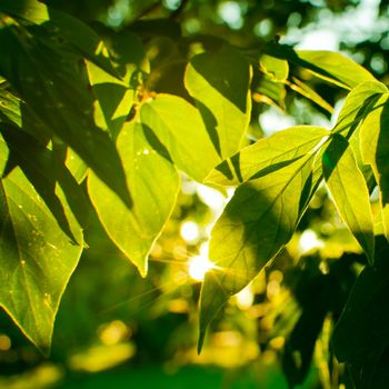 Detail of Sun Shinining Through Foliage on Tree