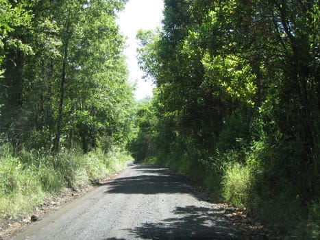 Beautiful forest road near Pucòn in Chile