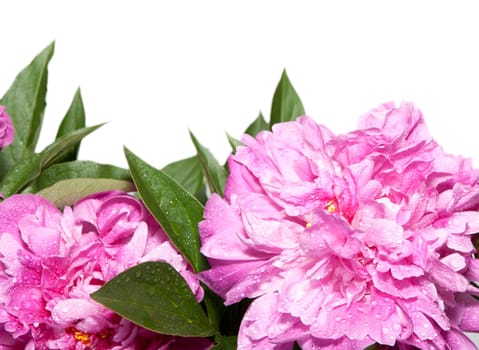 Bunch of Peonies (Paeonia suffruticosa) on White Background