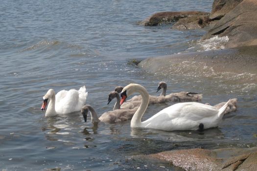 Family of swans near Hvaler in Norway