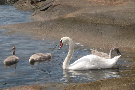 Swans in Hvaler, Norway