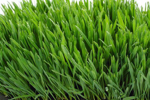 Long blades of green wheat grass in eary Spring