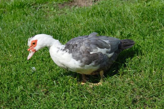 the drake on green grass, colored photo