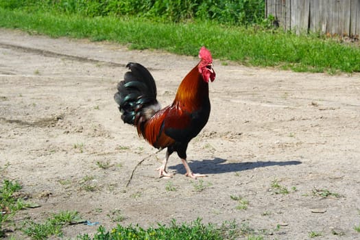 lonely reigning in farm rooster