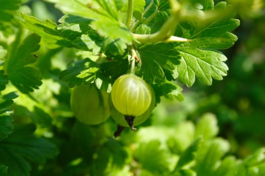 macro of ripe green gooseberrie on the branch