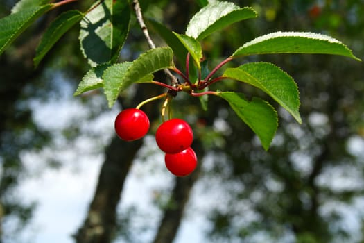 three red cherry growing on the twig