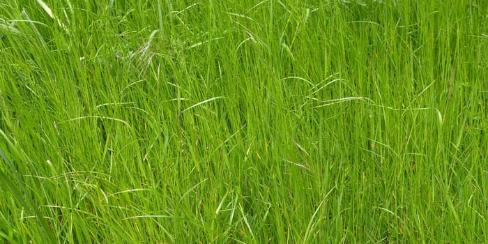 Green grass meadow lawn useful as a background