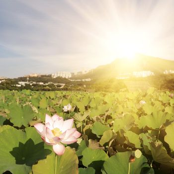 Lotus flowers farm with mountain and sunbeam in sunny day, landscape of nelumbo nucifera flowers.