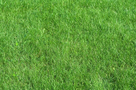 beautifully cut field of summer grass. green spring or summer background.