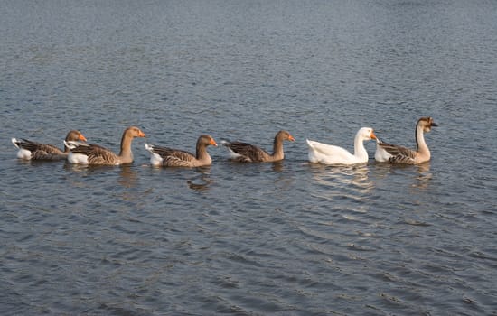 group of geese, swimming in a row in a pond in a park