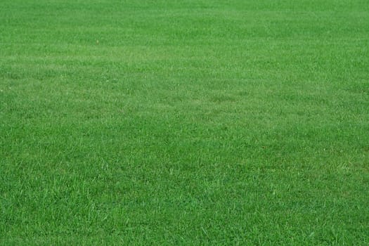 beautifully cut field of summer grass. green spring or summer background.