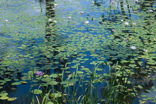 a pond with pink water lilies