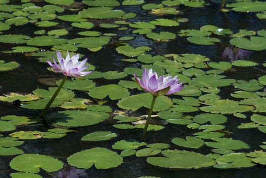 a pond with pink water lilies