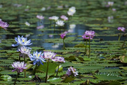 a pond with pink water lilies