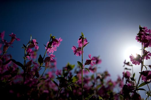 pink flowers agains the sun - vigneting is intencional for mood purposes