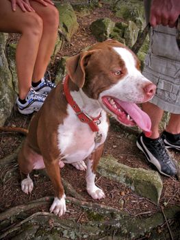 A pit bull - boxer mixed breed dog