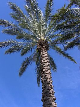 underneath a tropical florida palm tree