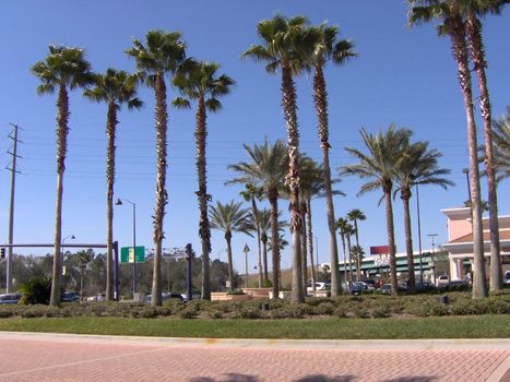 Some Florida tall palm trees.