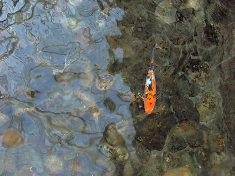 A lonely koi carp / goldfish.
