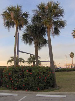 Three tall palms.