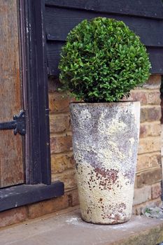 Bay tree growing in decorative pot on a garden patio