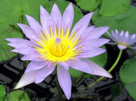 Beautiful water lily growing on water