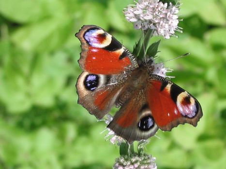 The beautiful butterfly has arrived on a flower