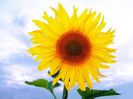 Beautiful sunflower against the sky