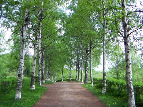 The Russian birches growing along a way