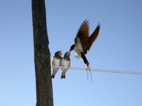 The bird feeds the baby birds      