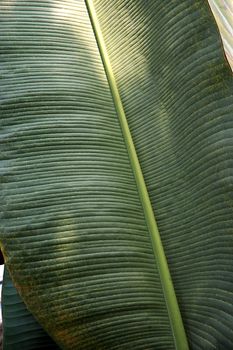 Green palm leaves